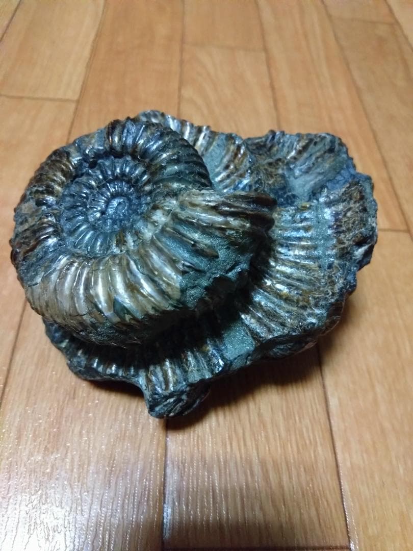 アンモナイト 黄鉄鉱 パイライト ロシア産