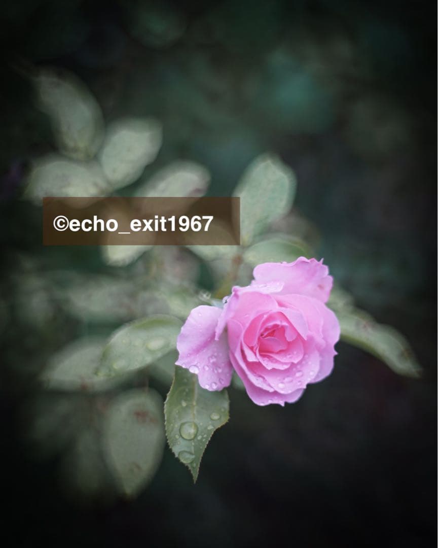 宝石レンズ_SMC_Takumar 55mm_f1.8_ay