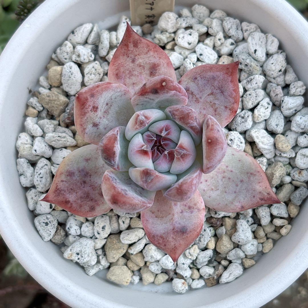 39.【サボテン相談室】中里リンゼアナ 実生 多肉植物 エケベリア