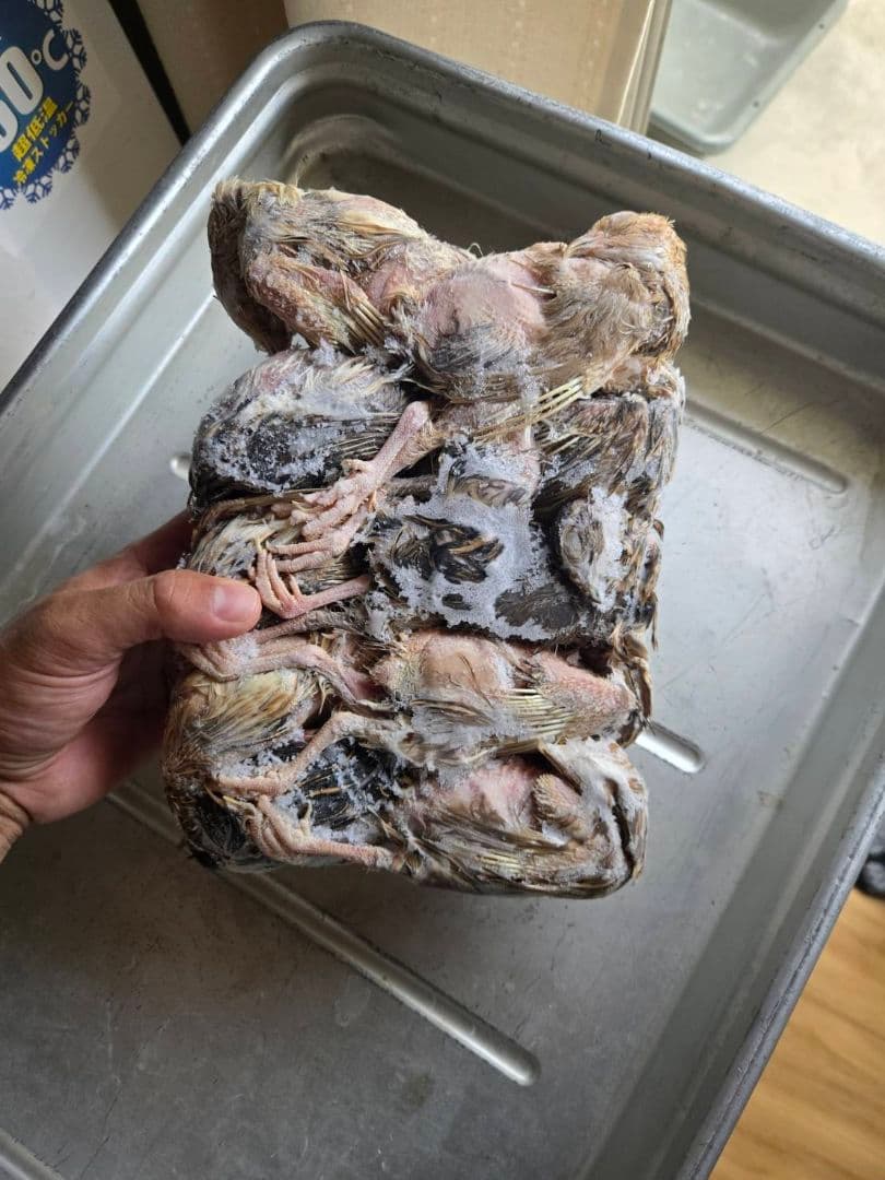 冷凍ウズラ 180羽 送料無料