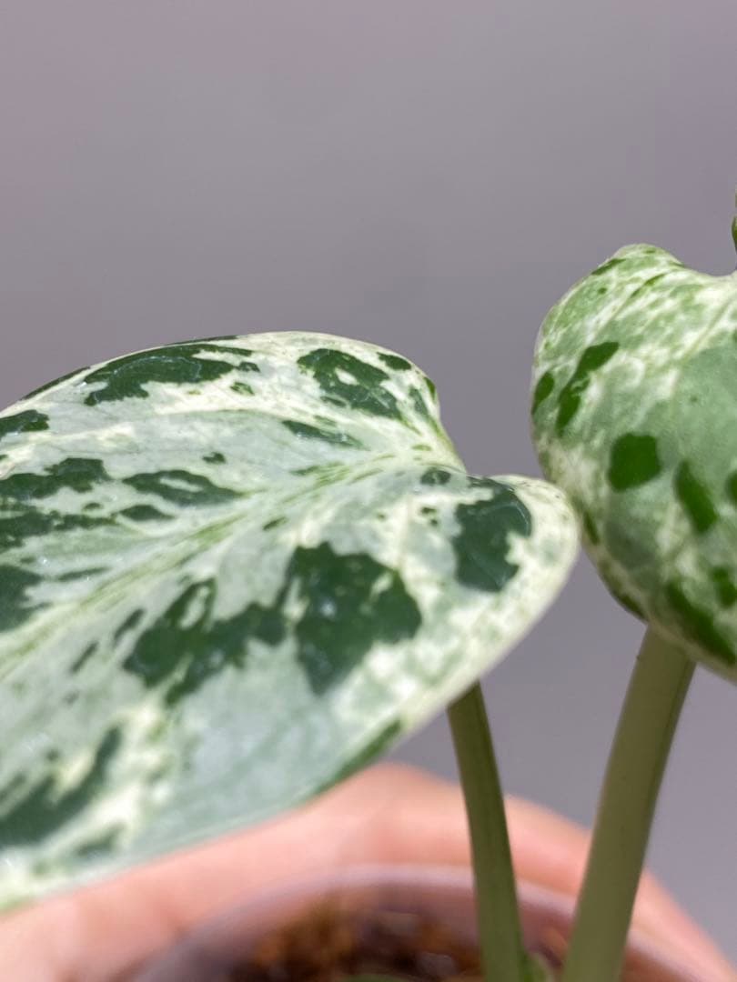 b【美株‼️】モンステラ　デリシオーサ　バルバソー　フシギダネ/ベトシオーサ　希少