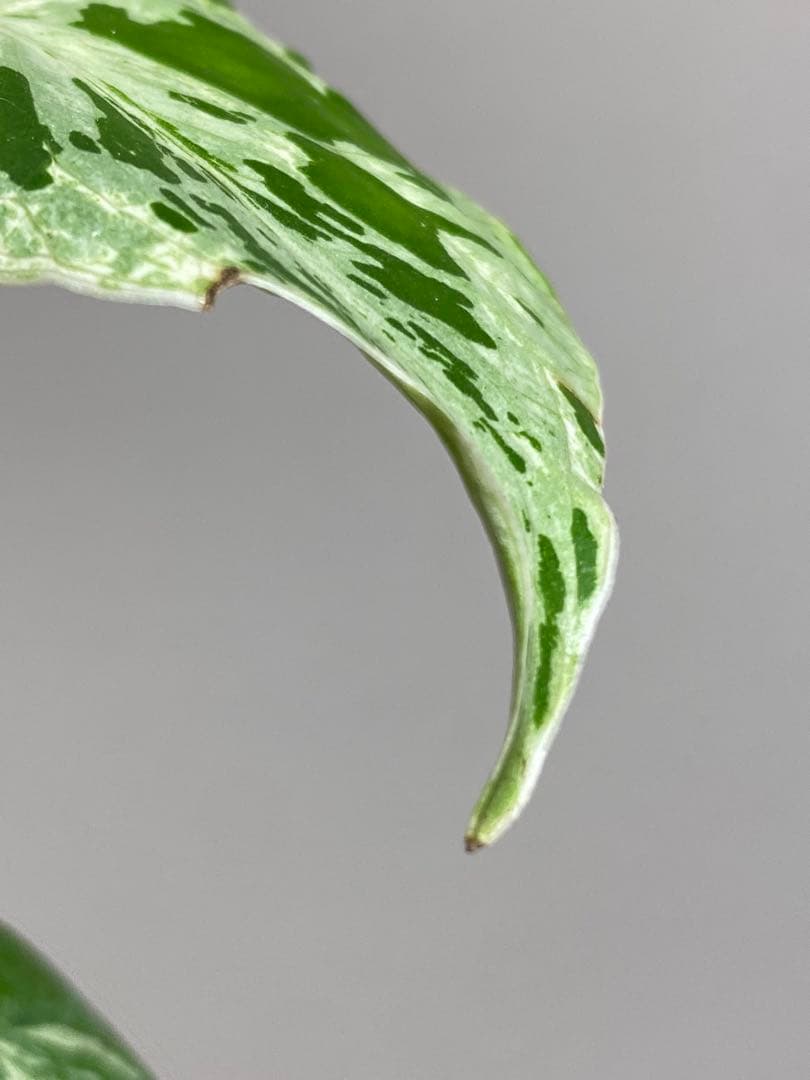 b【美株‼️】モンステラ　デリシオーサ　バルバソー　フシギダネ/ベトシオーサ　希少