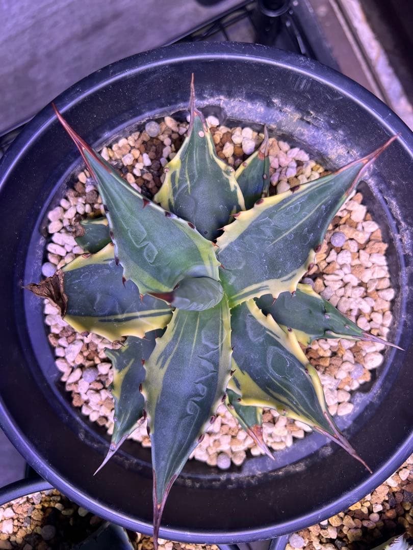 モンタナ　ティファニー　輸入株　ベアルート　アガベ　トランカータ　パリー