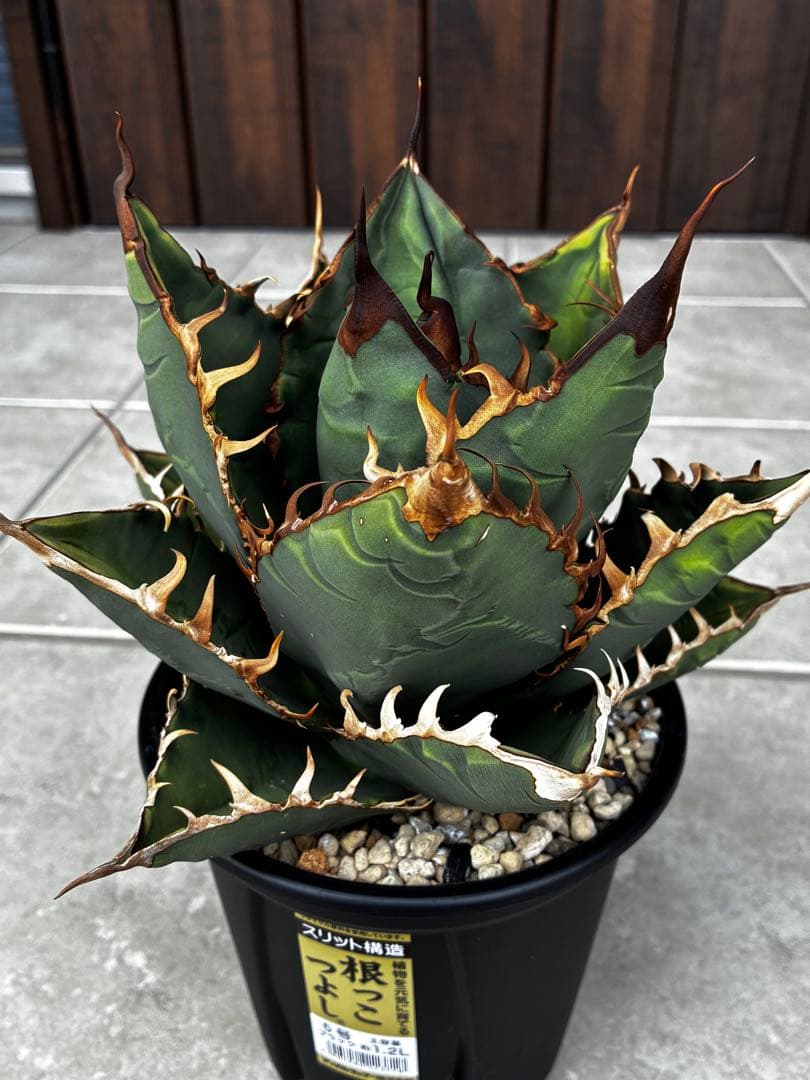 AGAVE TITANOTA GODZILLA ゴジラ OC株