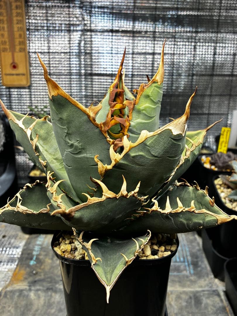 AGAVE TITANOTA GODZILLA ゴジラ OC株