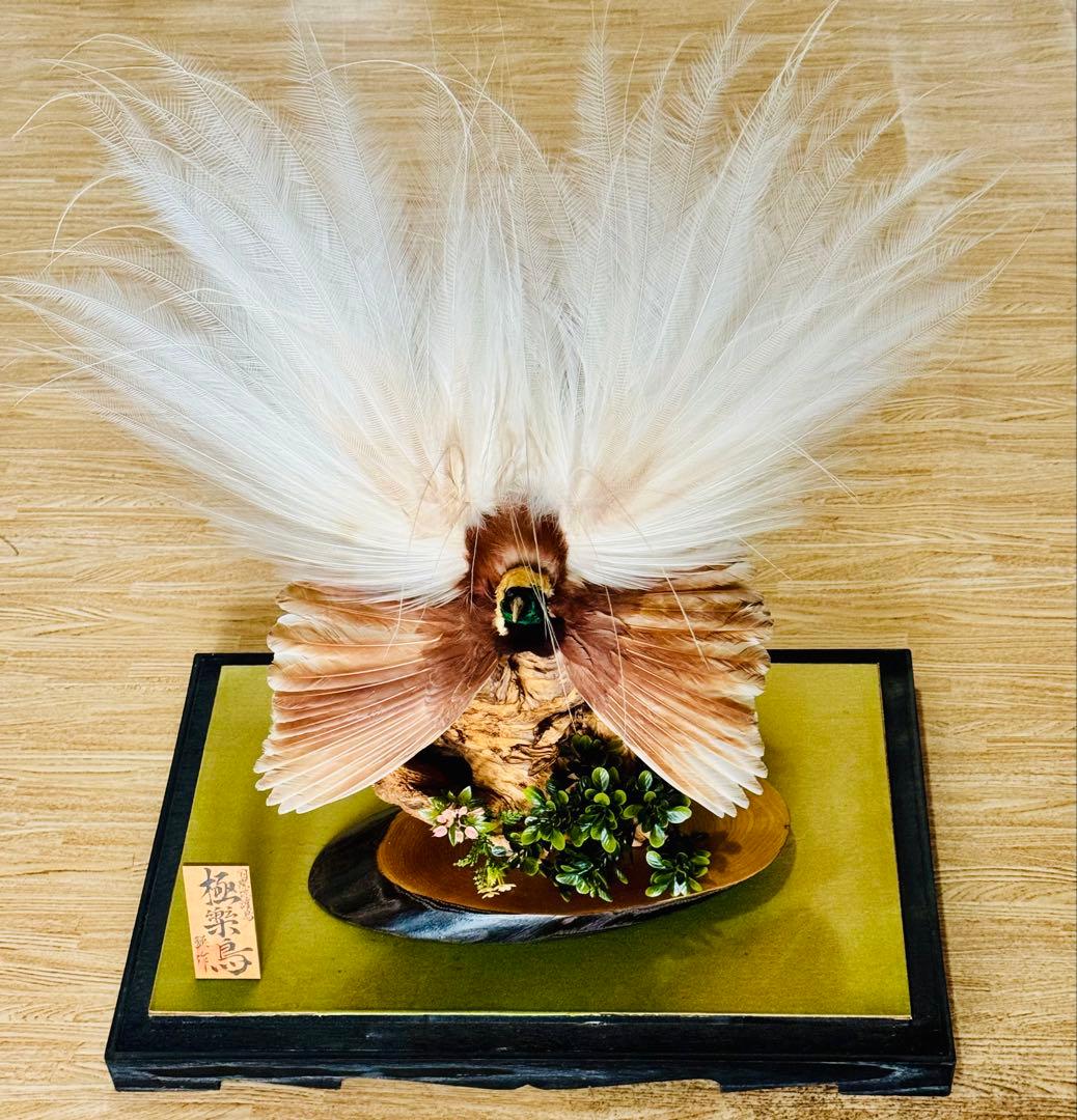 淡*雪様 極楽鳥　アートオブジェ　ガラスケース付き