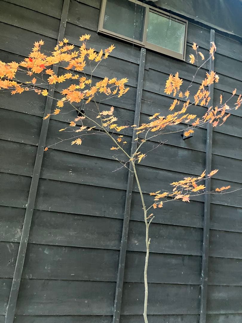 400 山採り　コハウチワカエデ