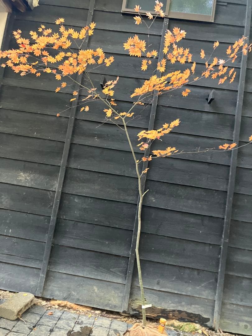 400 山採り　コハウチワカエデ