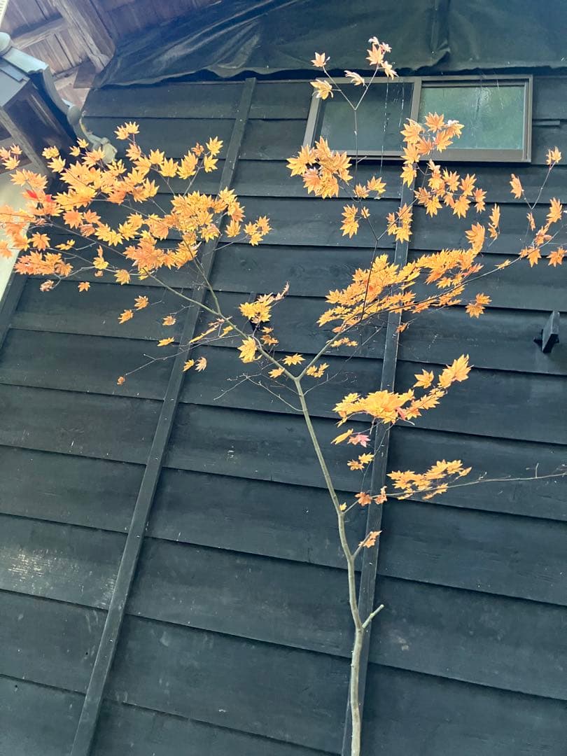 400 山採り　コハウチワカエデ