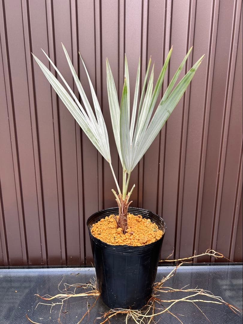 ブラヘア アルマータ V 特白個体