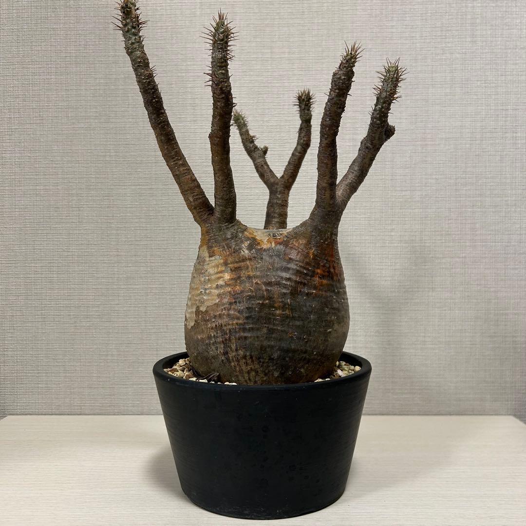 パキポディウム・グラキリス③　発根済み　現地球