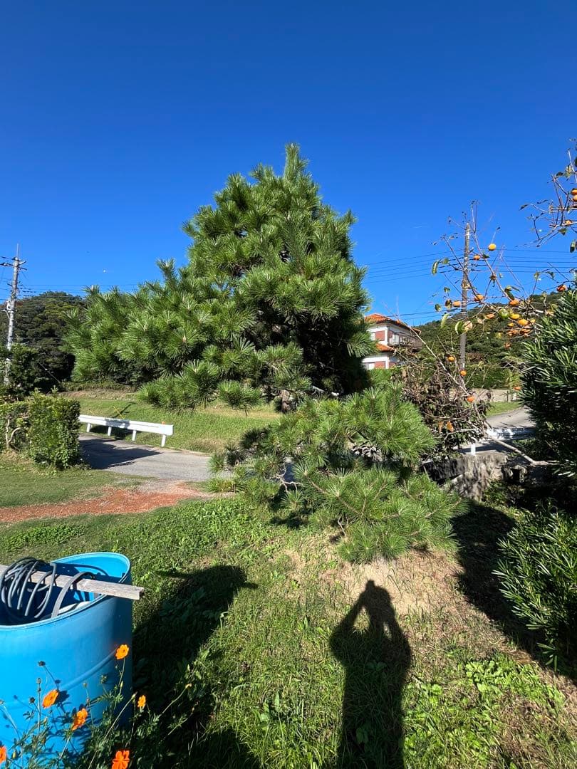 中型 松 健康的な針葉樹　黒松　庭木