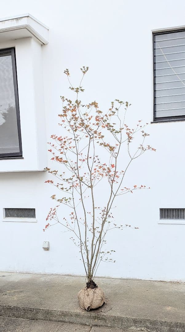 珠玉。。山採りドウダンツツジ。