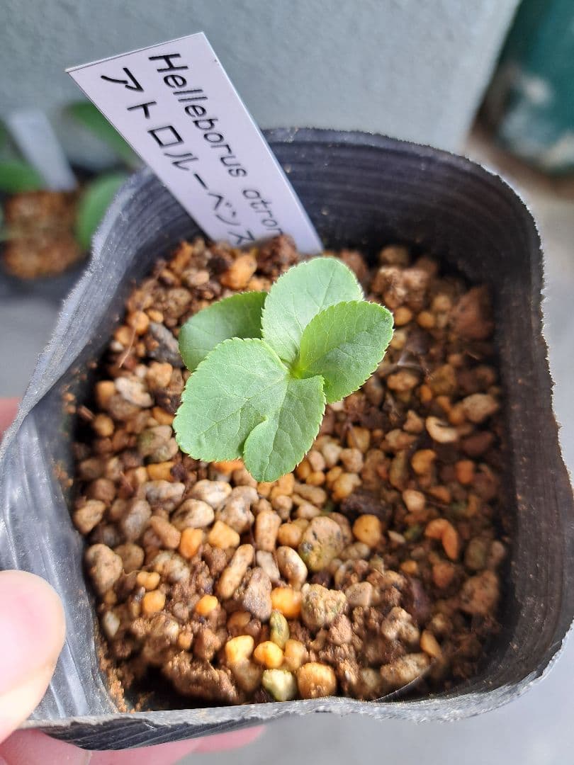 クリスマスローズ 原種 6株セット