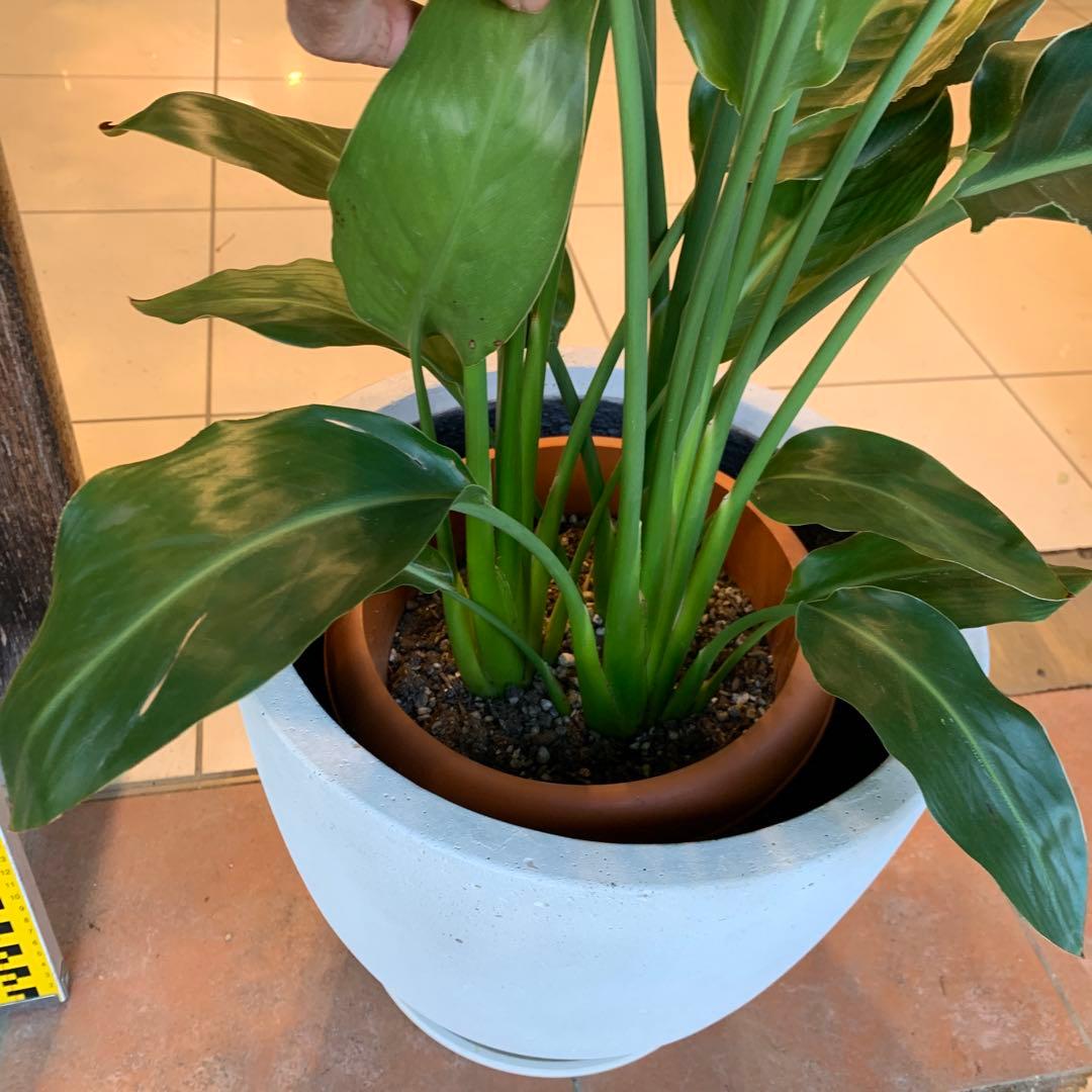 ストレリチア レギネ ファイバー鉢 お皿付き