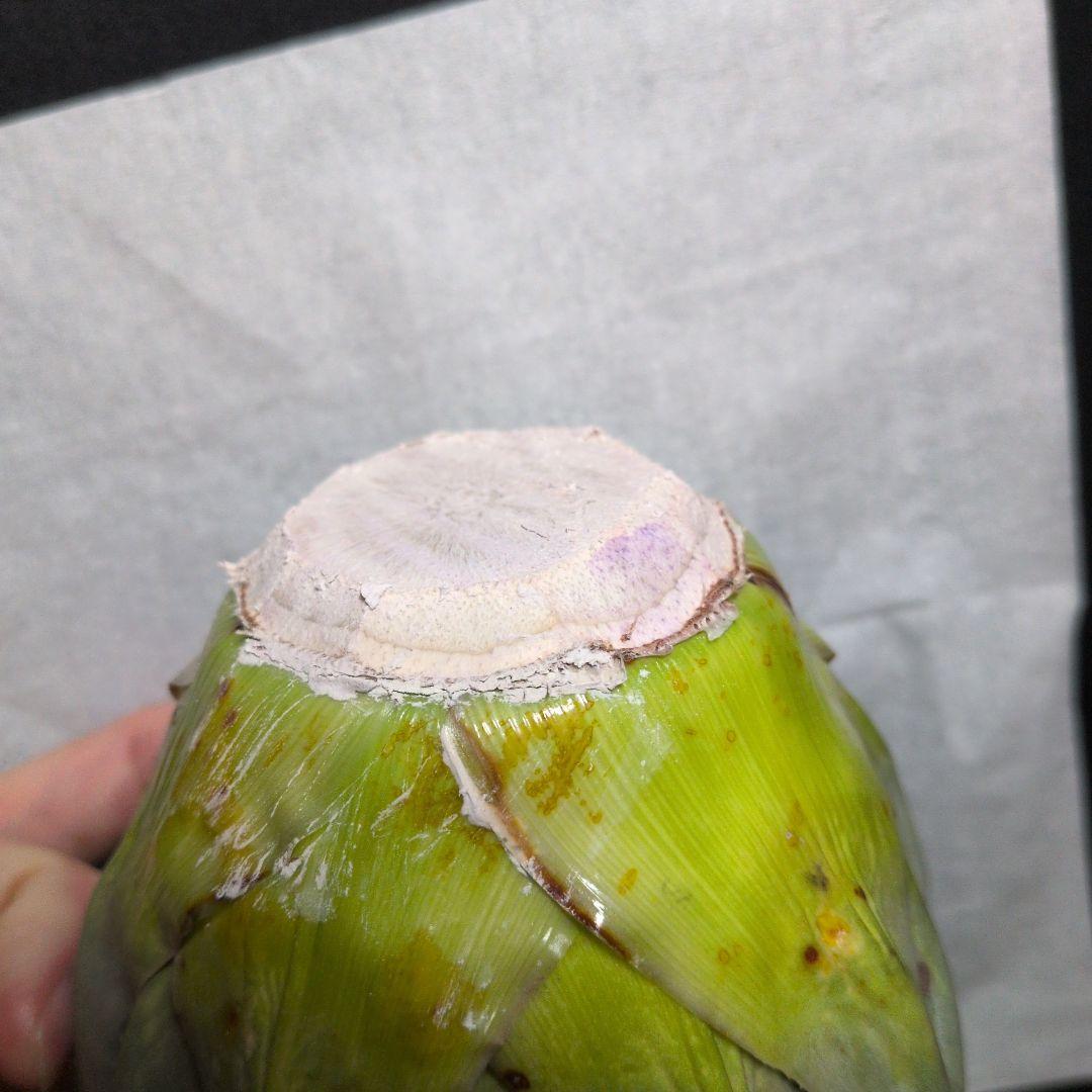 け*ん様 アガベ ユタエンシス エボリスピナ