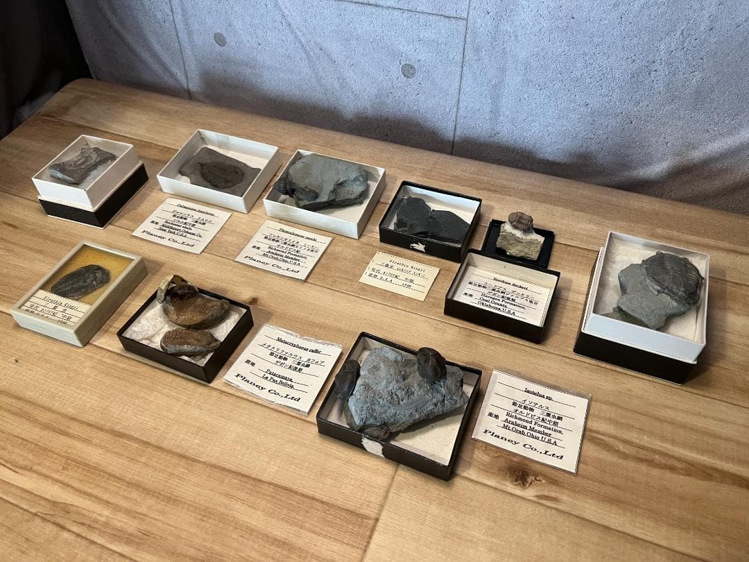 し*め様 化石 9点 / 三葉虫 カンブリア紀～デボン紀 / 産地：北米・南米