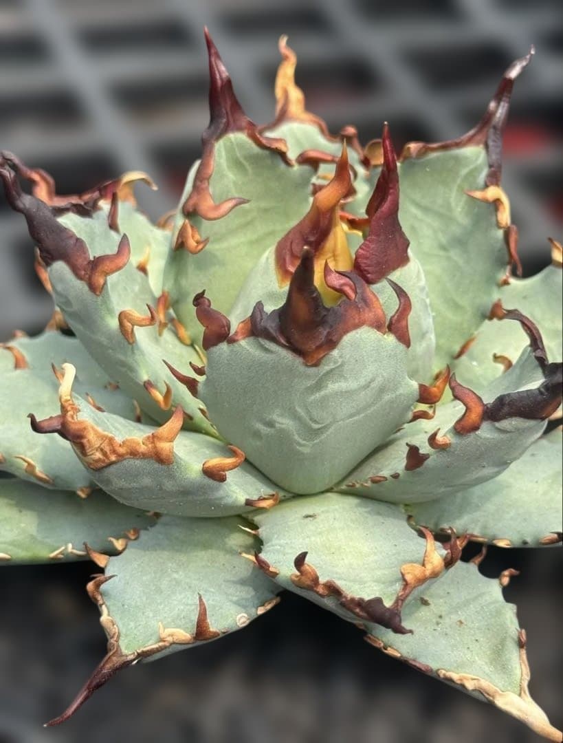 アガベ　ハイブリッド　 妖炎姬嚴龍　エボリスピナ×チタノタ　特選親株の直子