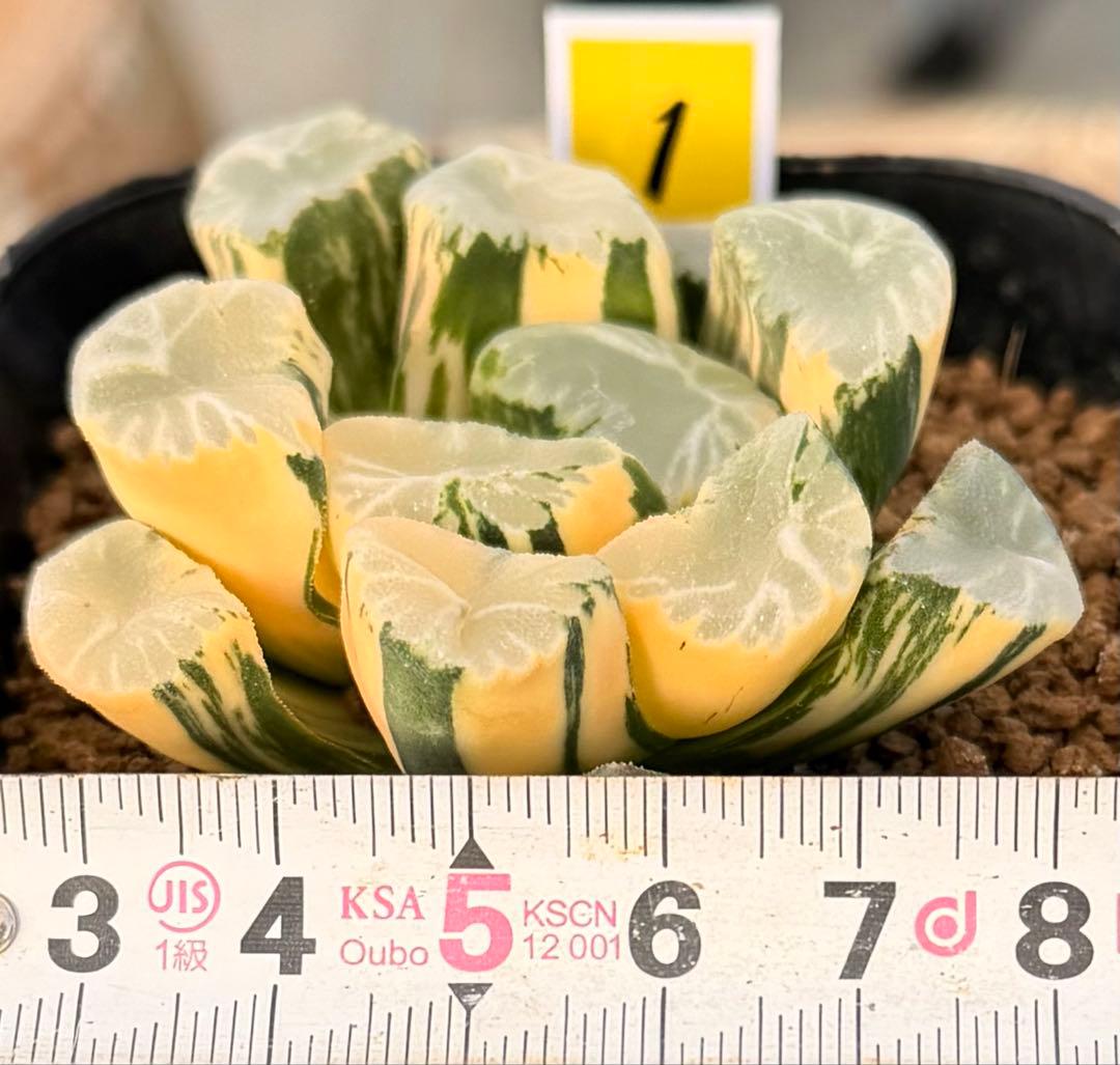 ハオルチア　万象　覇王錦　超極上株