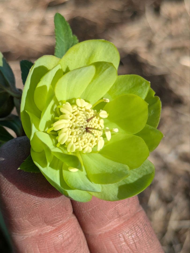 ウィンターシンフォニー クリスマスローズ【原種系ライトグリーンdd】カップ咲き