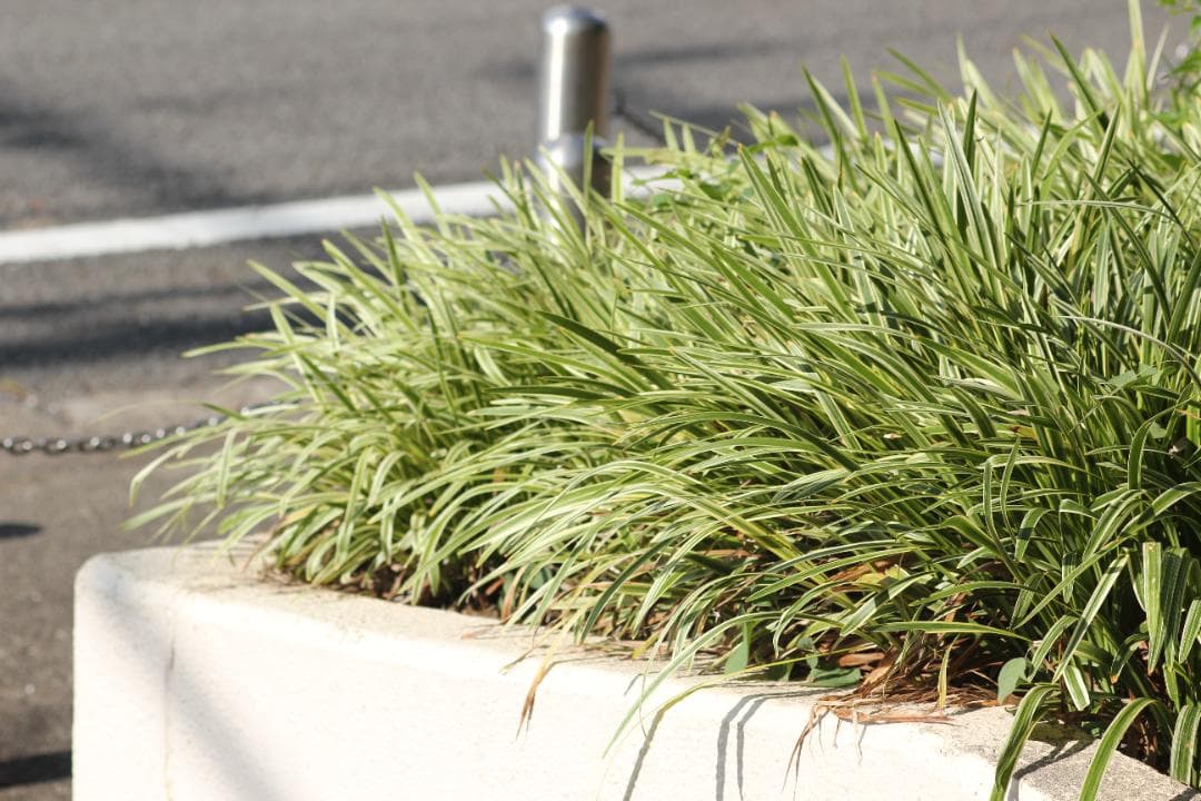 CANON MACRO Lens EF 100 2.8 動作OK