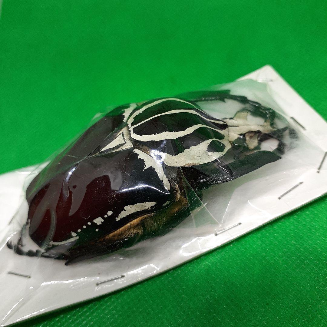 標本 Goliathus goliatus apicalis 75mm CONGO