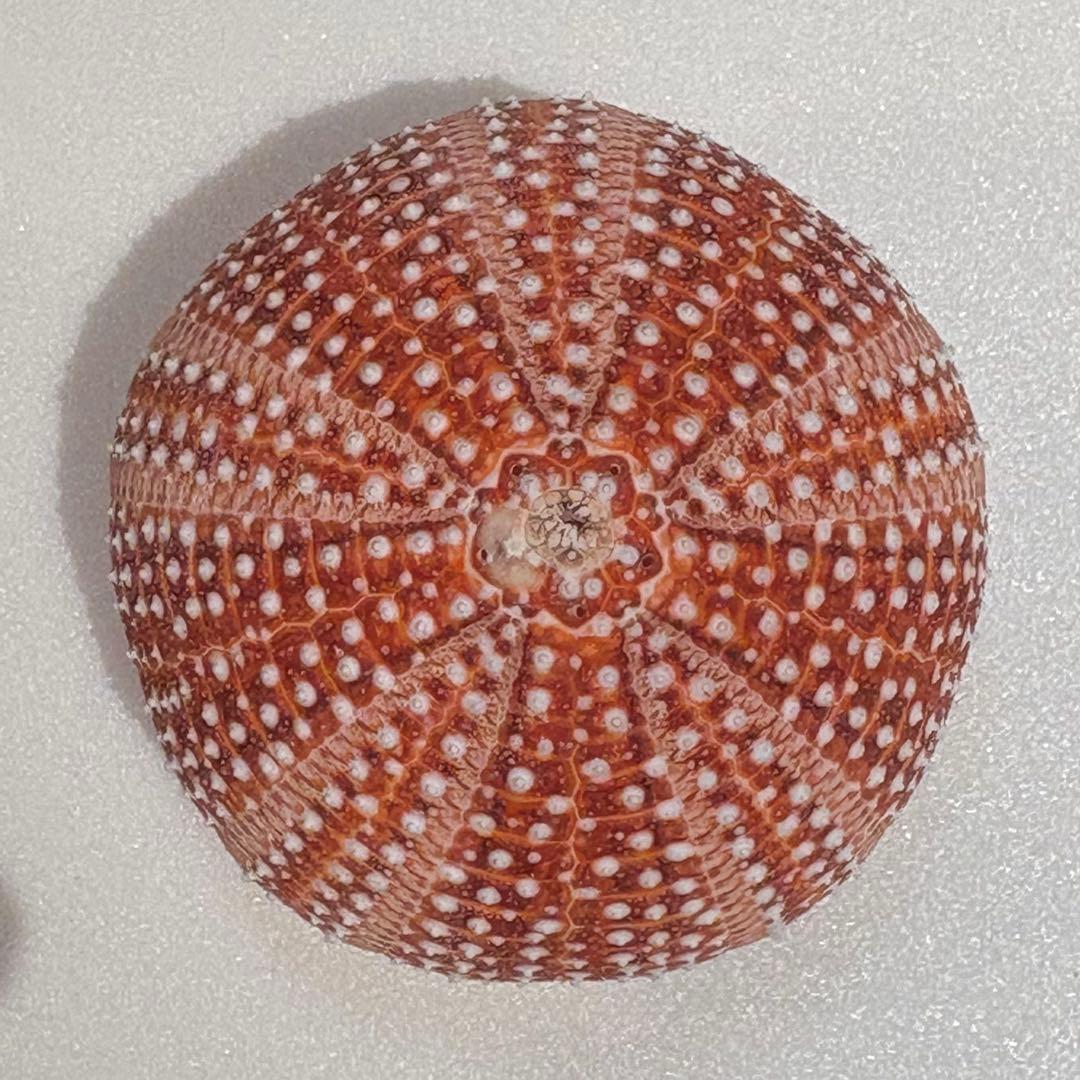 レインボーウニ13点、タコノマクラ棘残し標本1点 さくらんぼ様おまとめ品