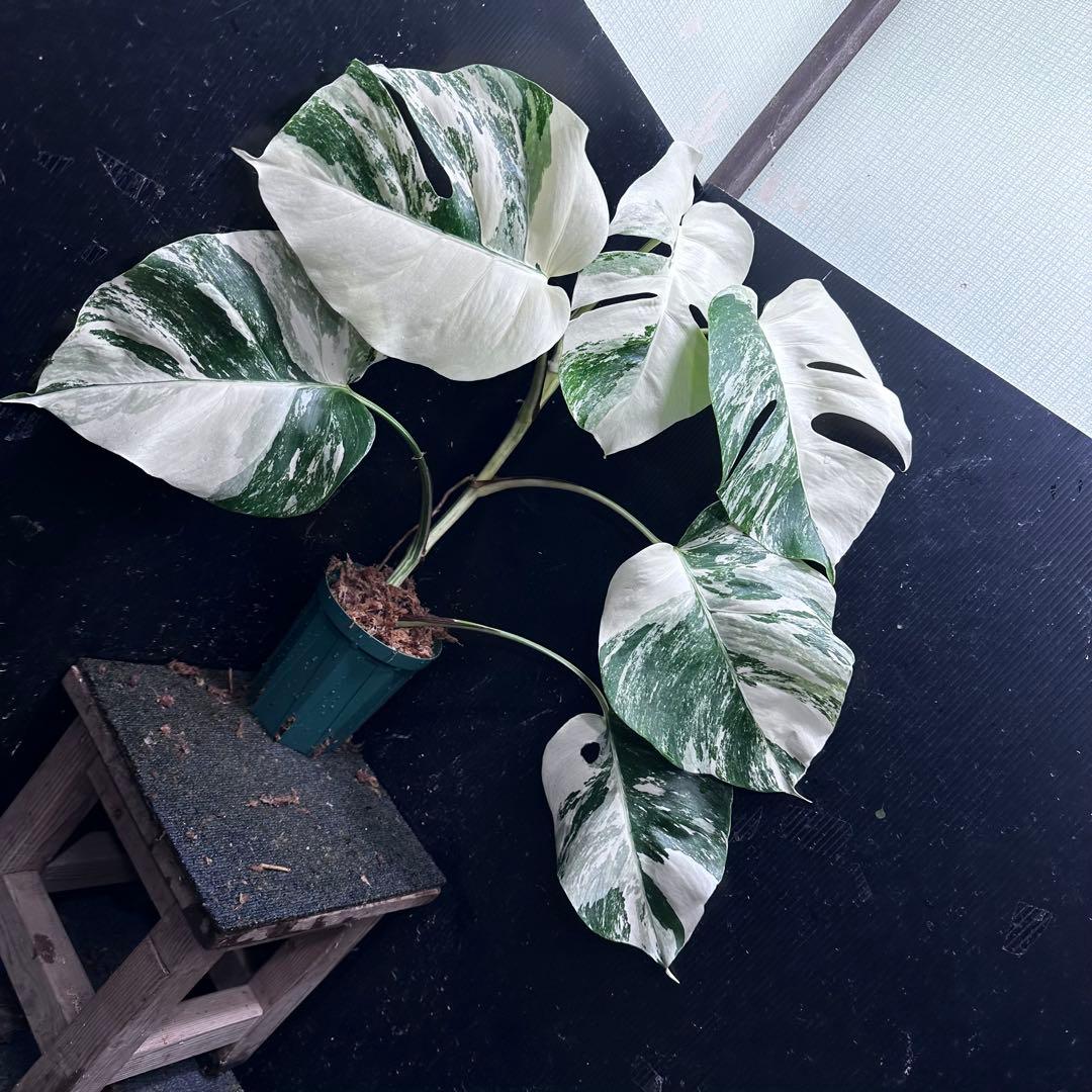 r*i様 斑入りモンステラ ホワイトタイガー極美大株65cm白斑多