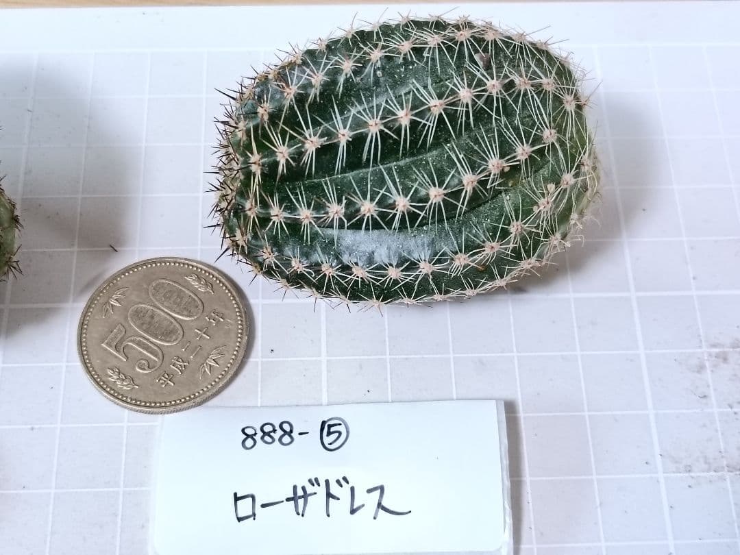 888-YU商品　花サボテン