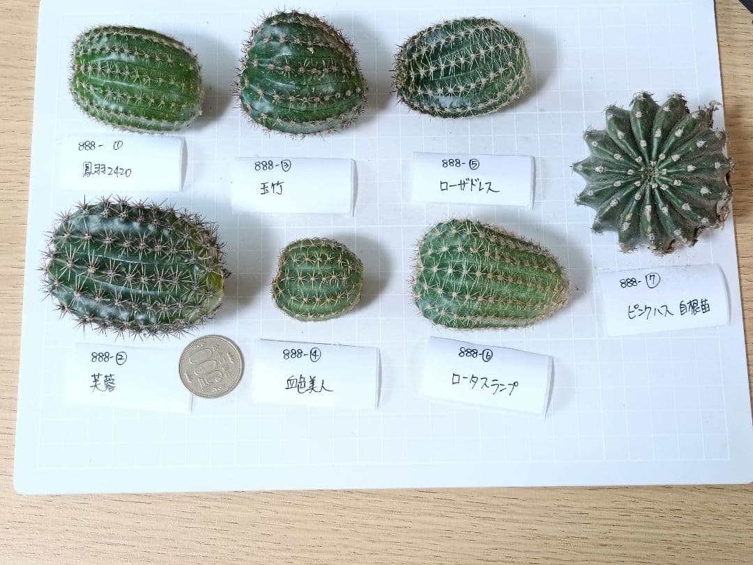 888-YU商品　花サボテン