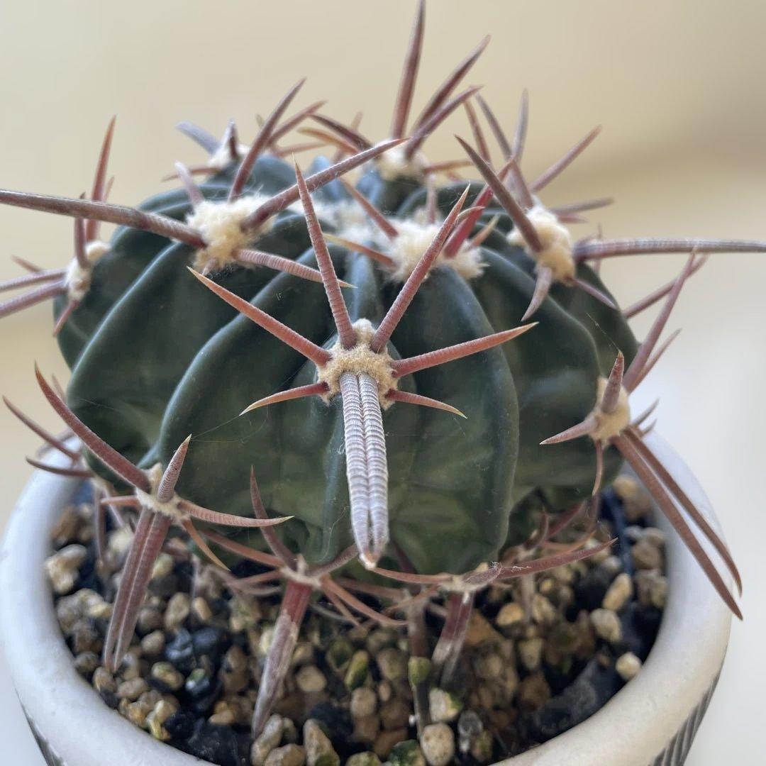 サボテン　綾波　実生