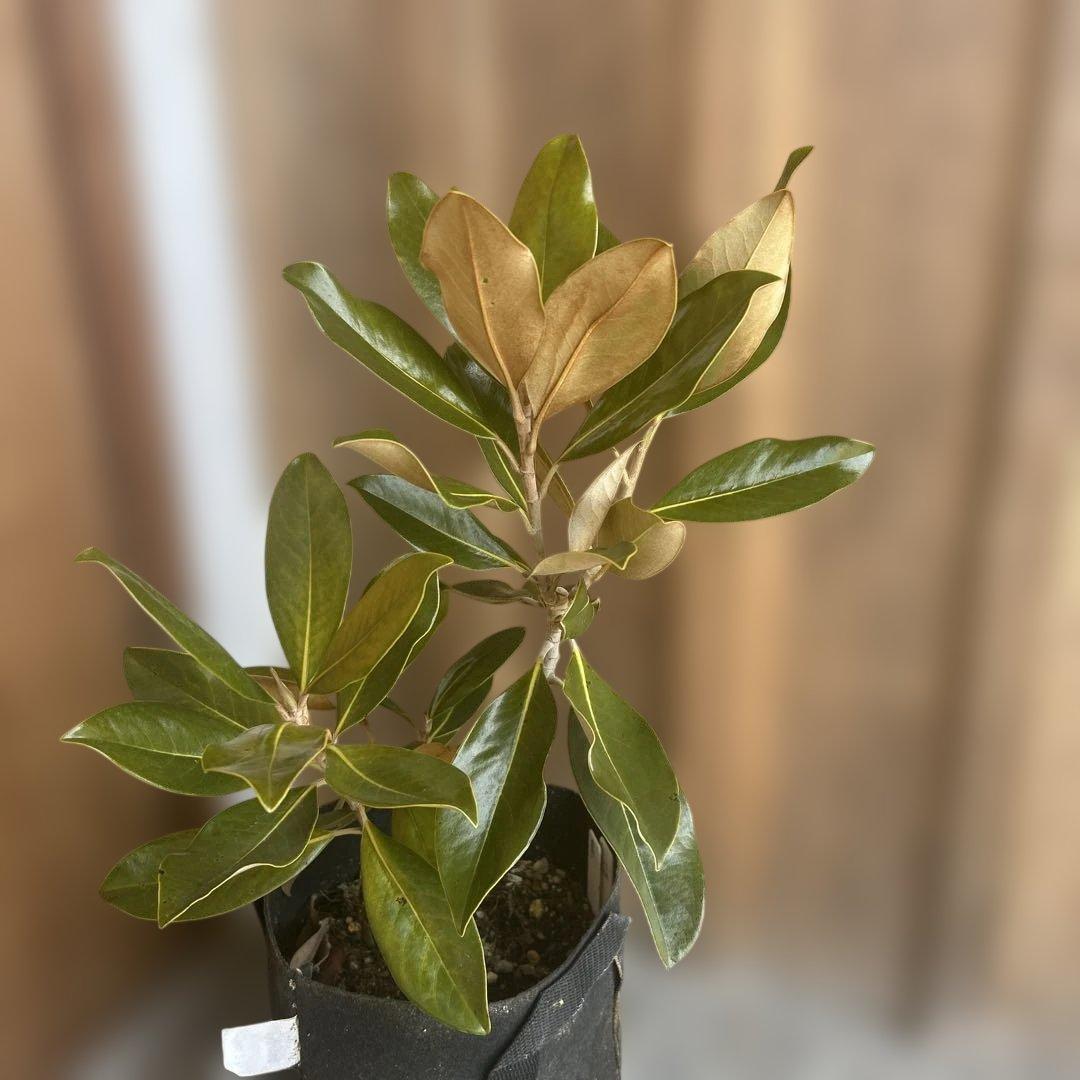 常緑樹　リトルジェム