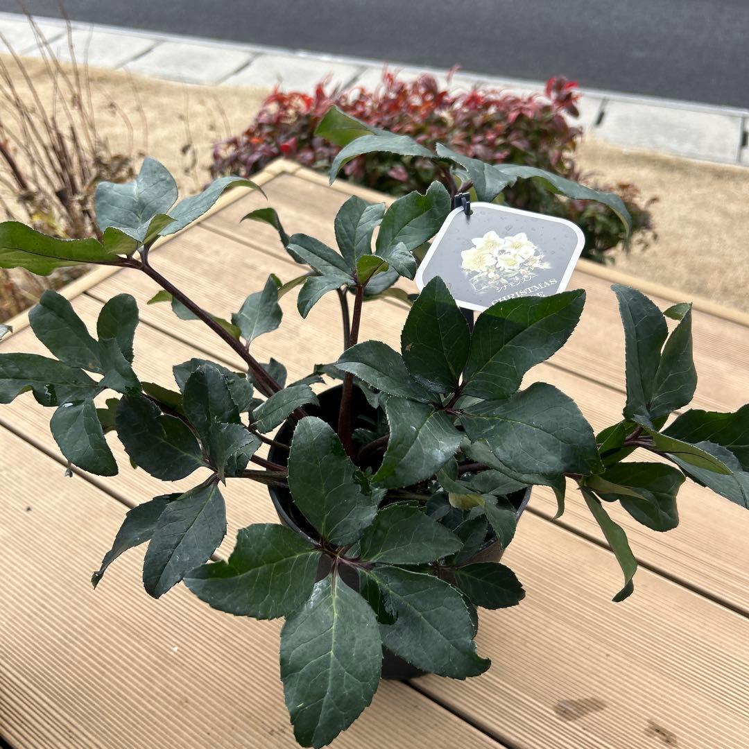 クリスマスローズ苗　クリスマスローズ　交配種　開花見込み株　6鉢価格