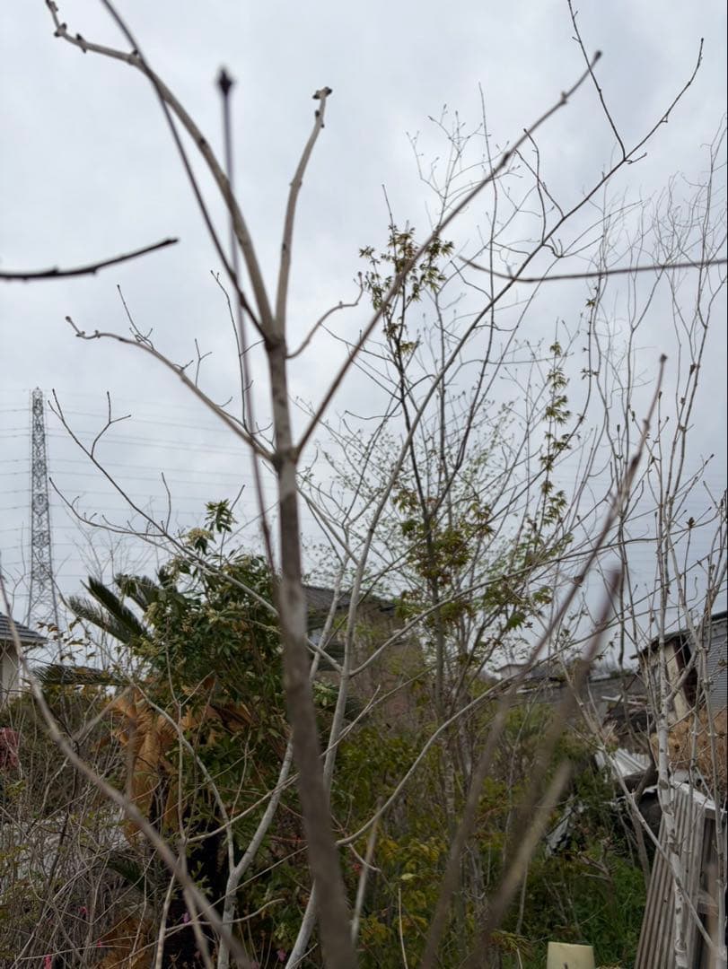 山採り アオダモ クロモジ 混合株 アオダモ4本立ち クロモジ2本立ち