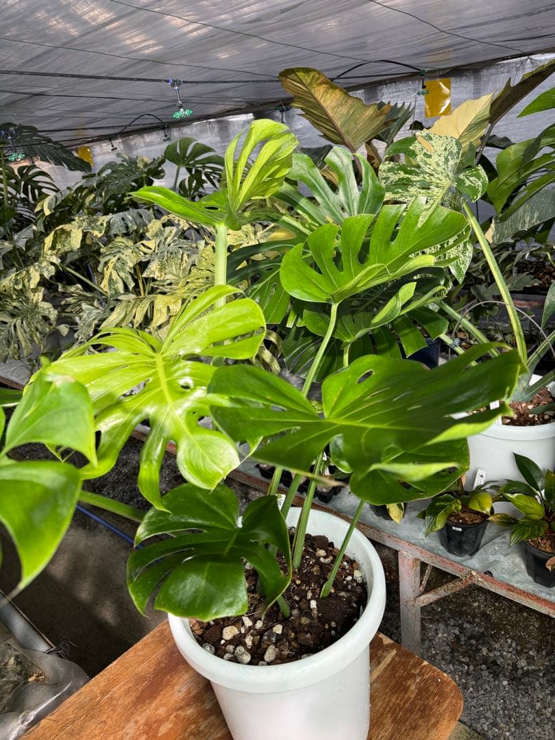 モンステラ　デリシオーサ　インテリア用実生何となく丸葉　180梱包サイズ送料無料