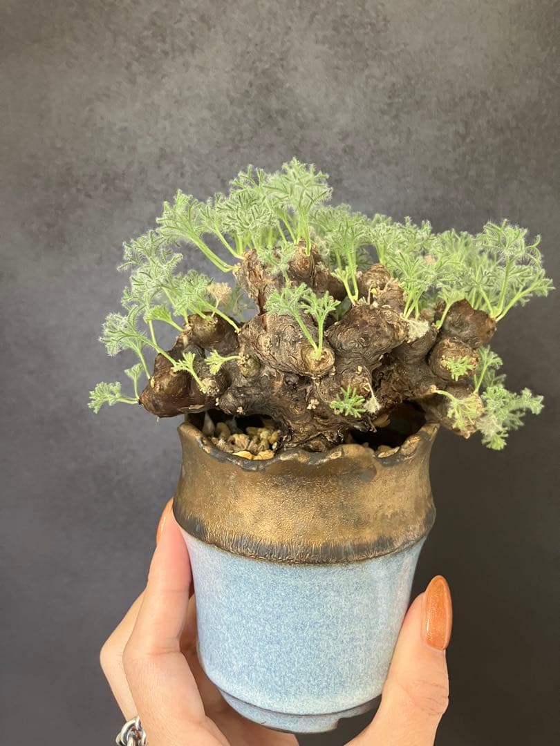 モンソニア　ムルチフィダ　ムルチフィズム　現地株　盆栽風