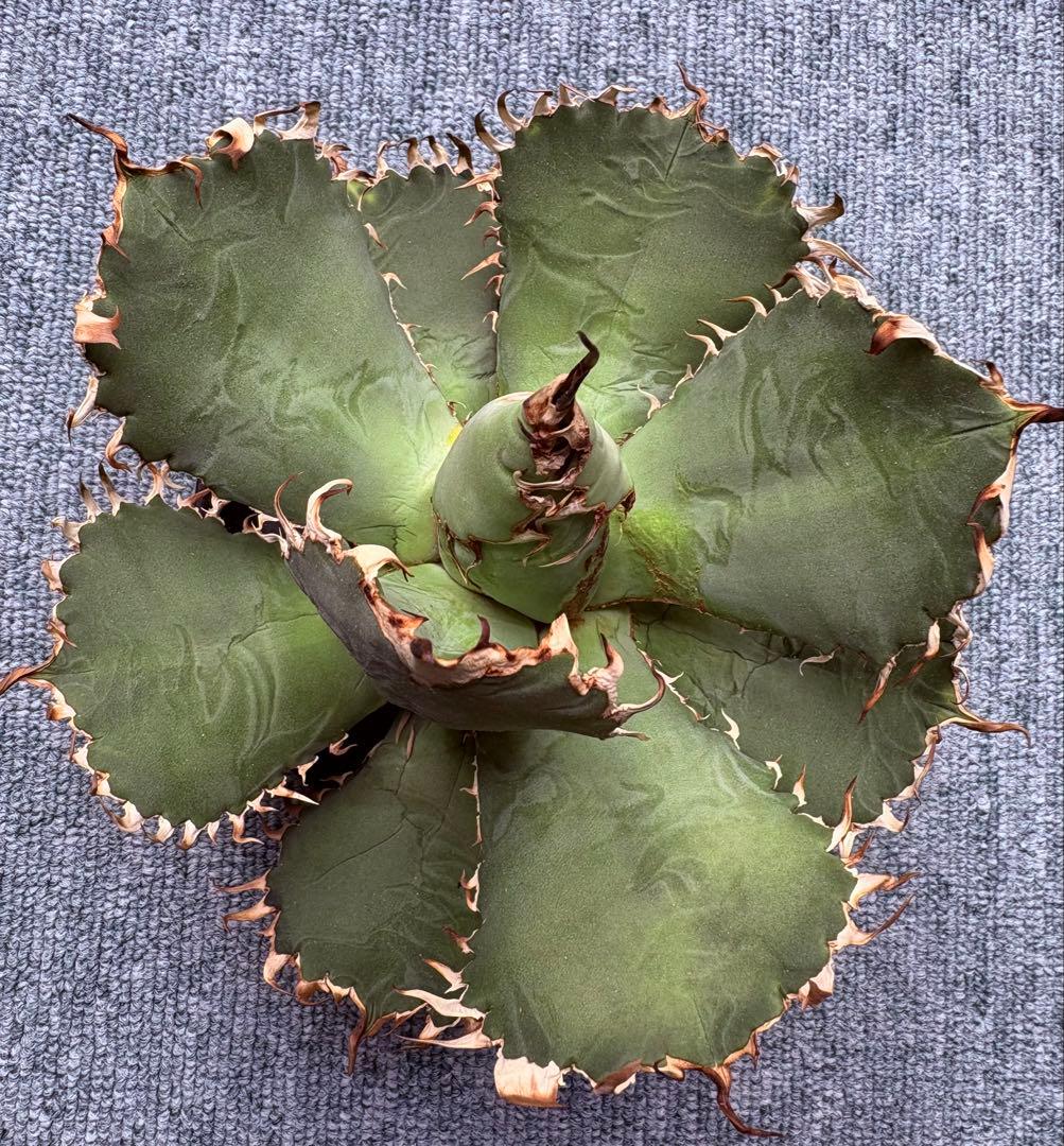 アガベチタノタフィリグリー　大株　ベアルート