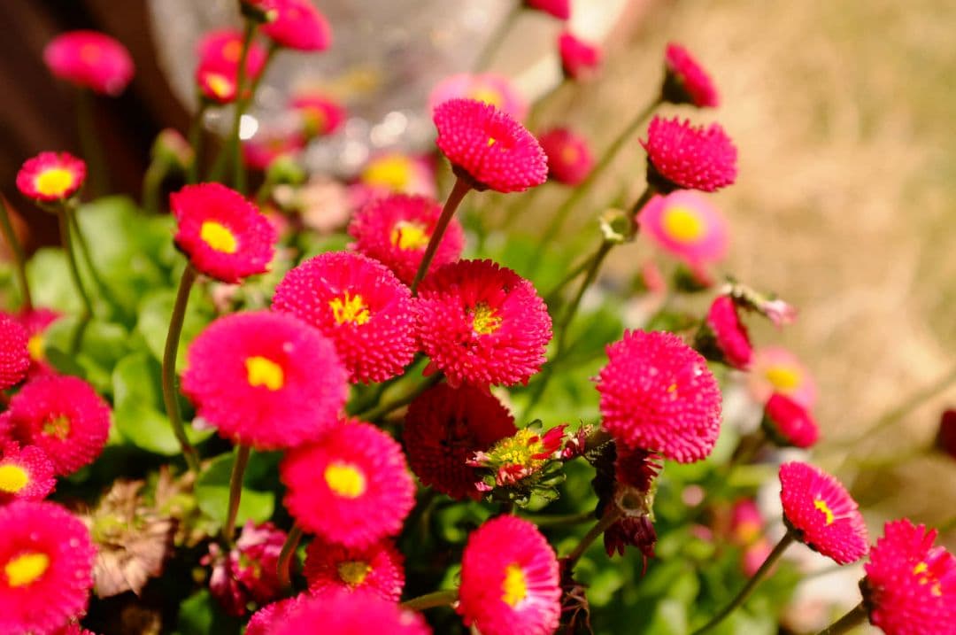 Fujifilm FUJI X100 23mm f/2レンズ