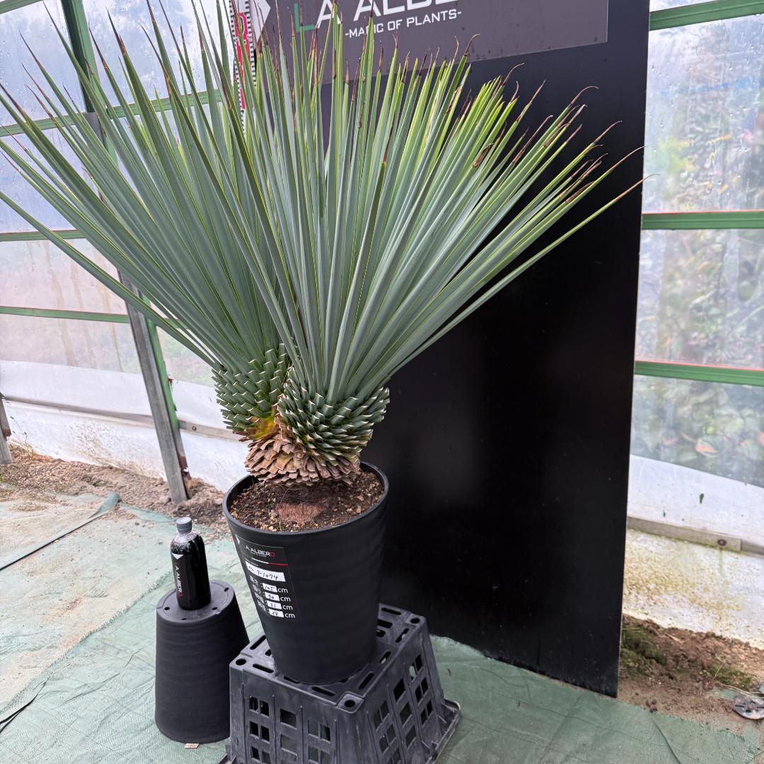 【AL-F1074】ユッカ　LA ALBERO　Ver.リギダ　頂上分頭　極上