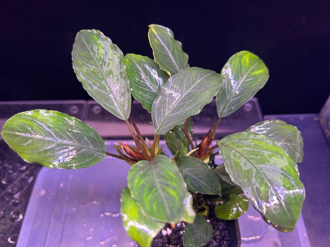 たお品Bucephalandra sp.Pearl gray【TB】