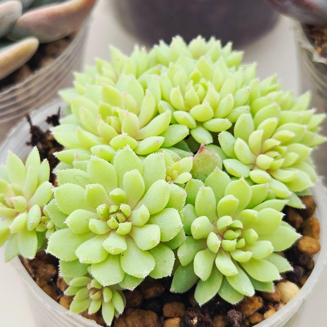 ★*★様 ㉖大きめ苗青鬼❣️ちょこん❣️そわそわ❣️おらいさん発根済 6苗メルカ