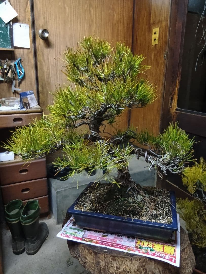 あうん黒松（かなり年数持ち込み古い）