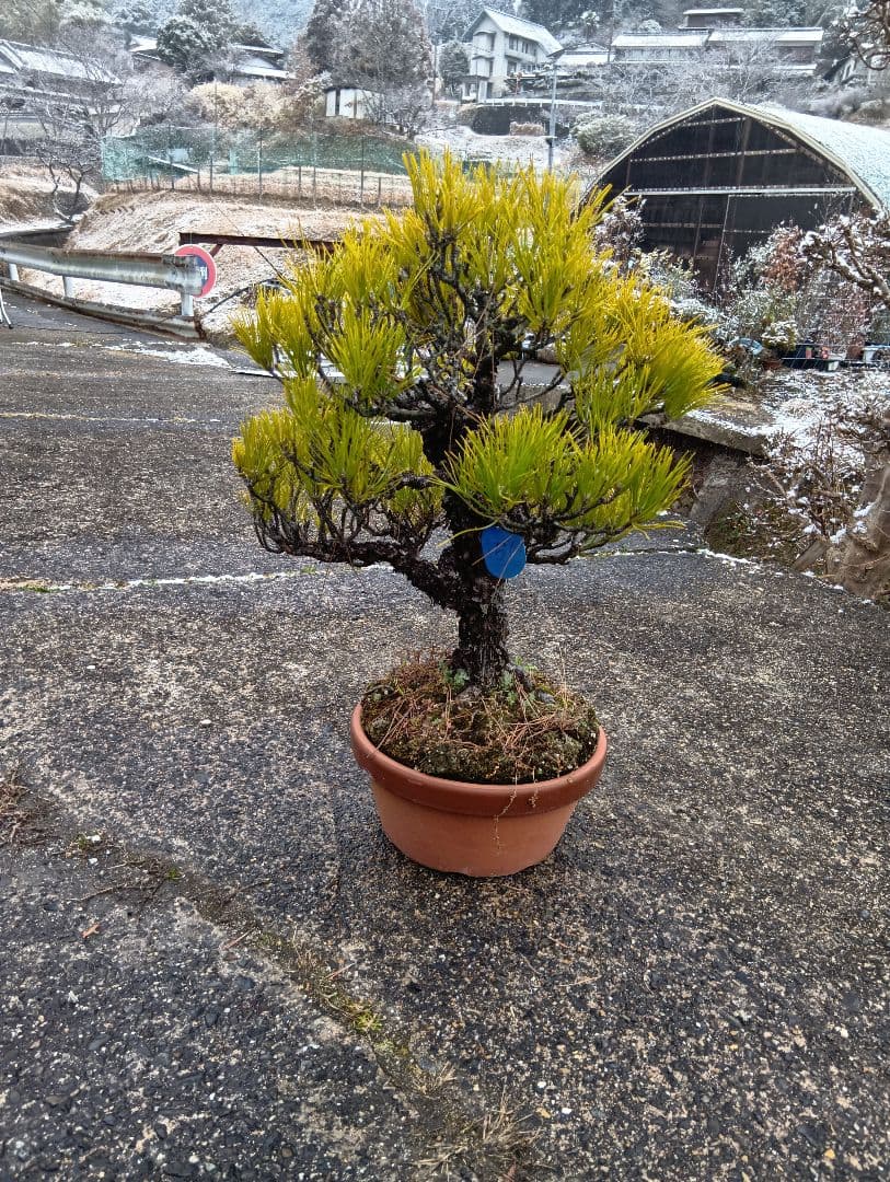 あうん黒松（かなり年数持ち込み古い）