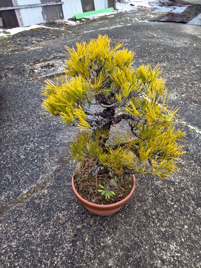 あうん黒松（かなり年数持ち込み古い）