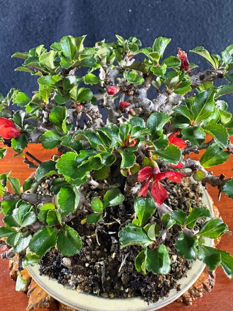 小品盆栽、長寿梅、株立ち作り、花、花芽付き 目立った傷や汚れなし