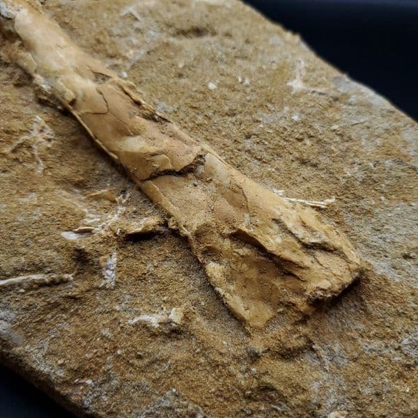 希少 アルシオーネ 骨 化石 本物 モロッコ産 184.67mm yk6