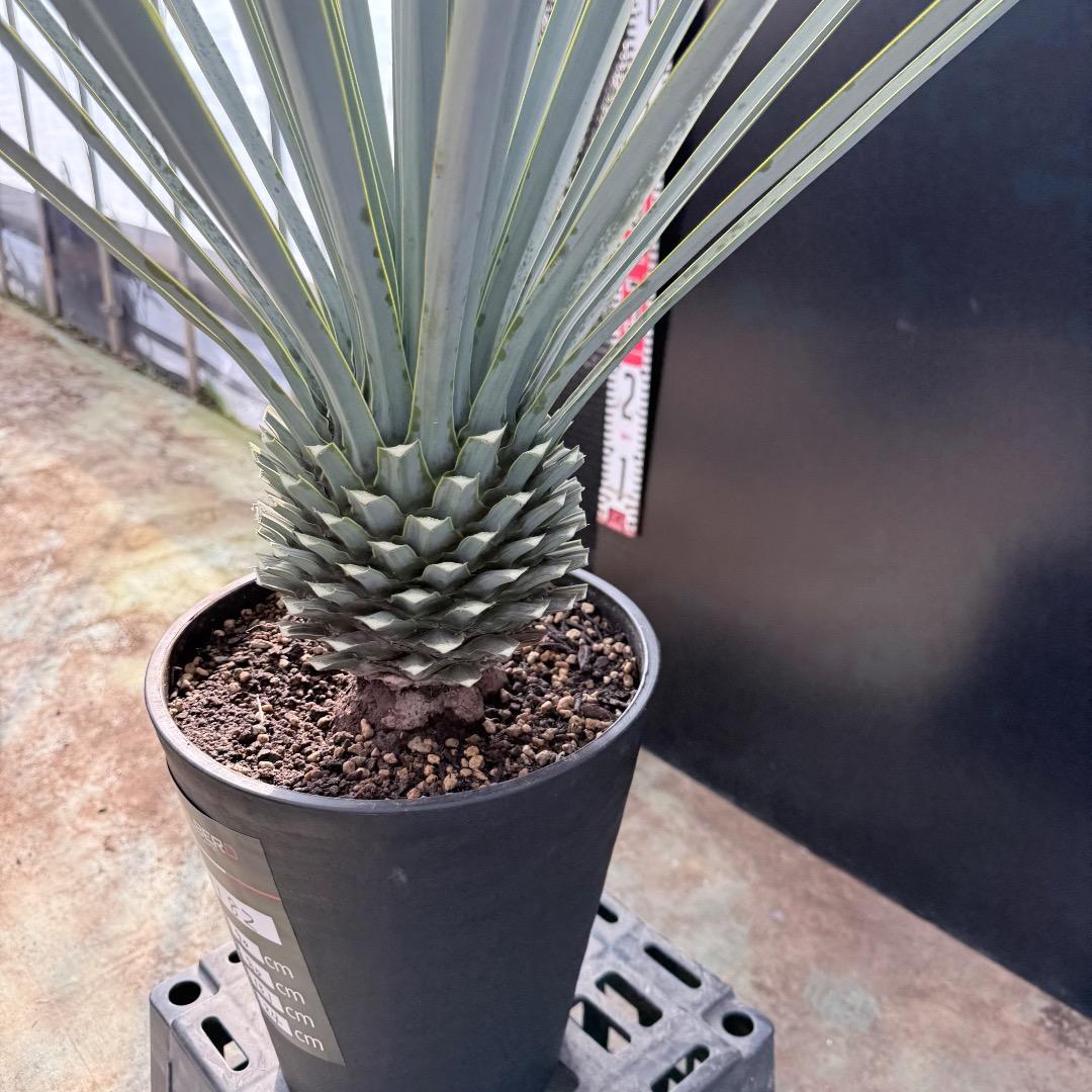 【AL1182】ユッカ　リギダ