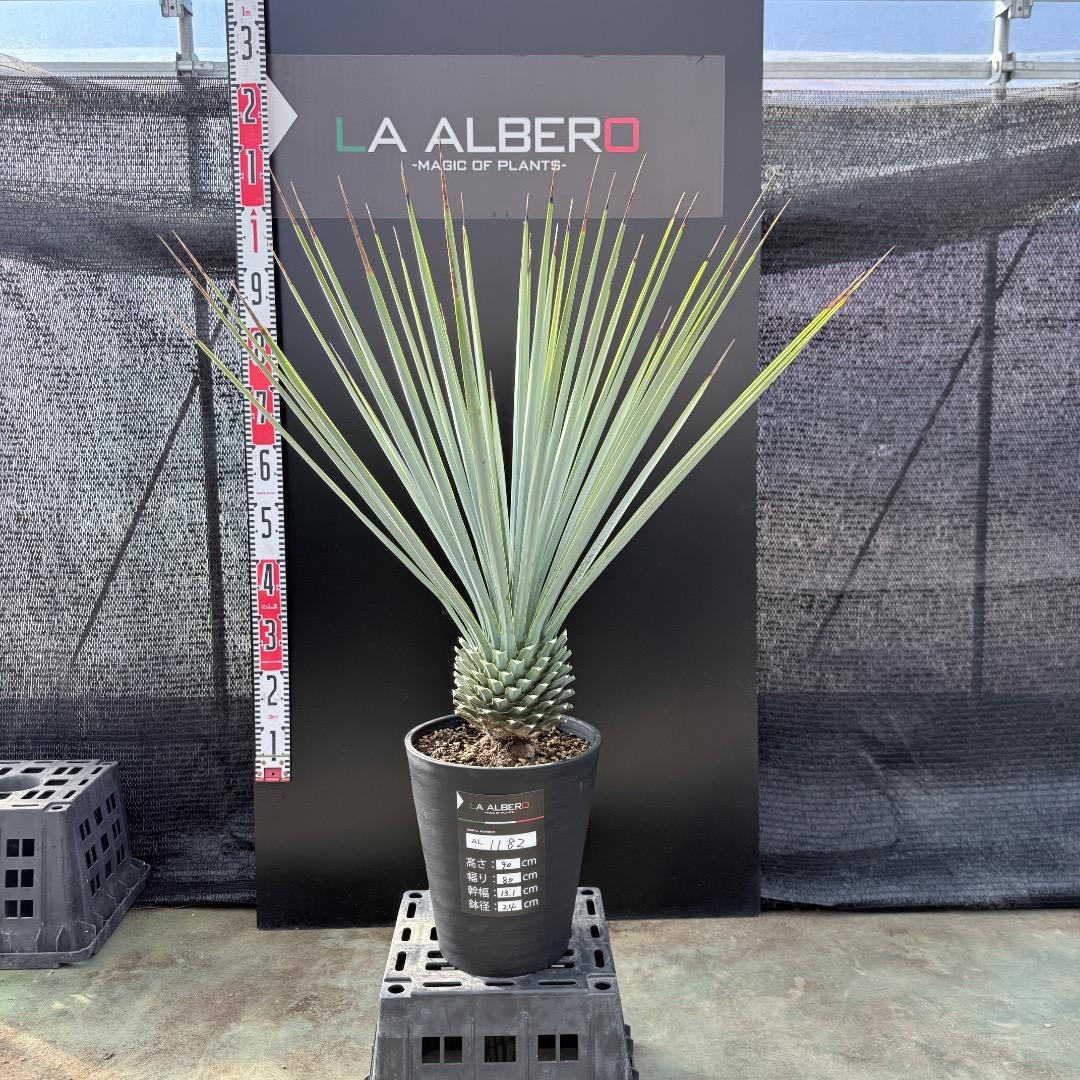 【AL1182】ユッカ　リギダ