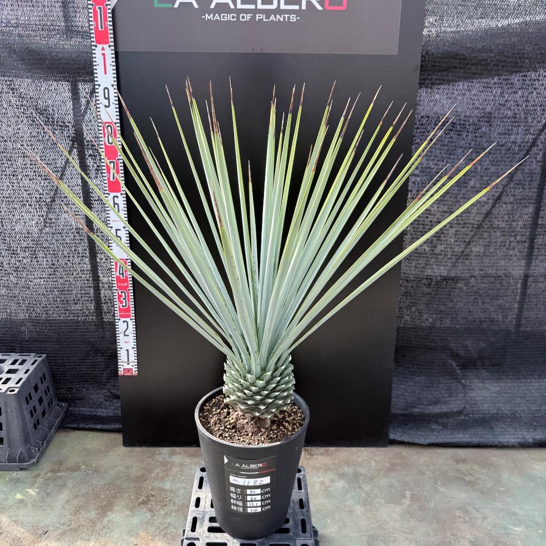 【AL1182】ユッカ　リギダ