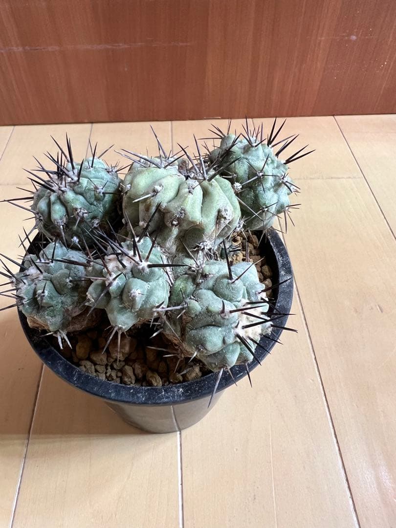 黒王丸 実生 群生 コピアポア